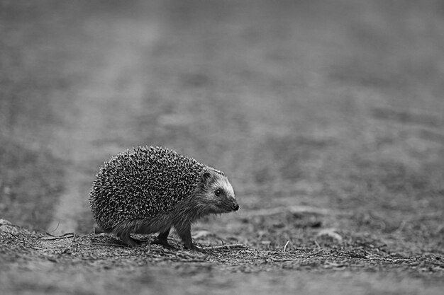 Animal wild in nature hedgehog in the forest, european hedgehog
runs