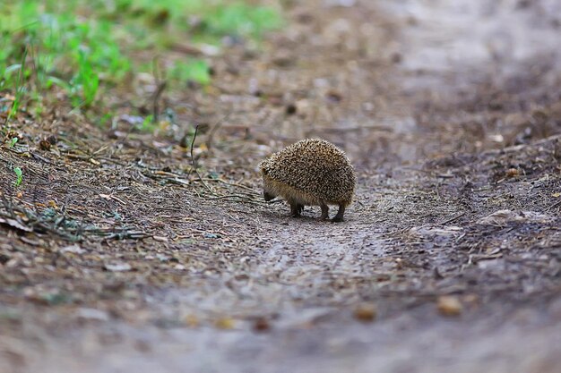 Animal wild in nature hedgehog in the forest, european hedgehog
runs