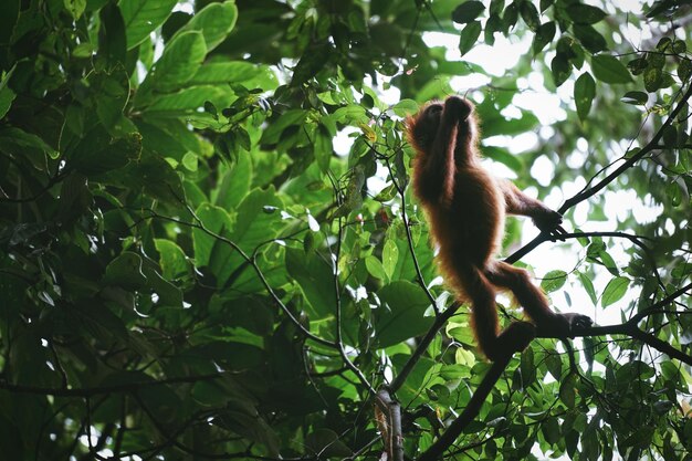 ビンジャイの野生動物