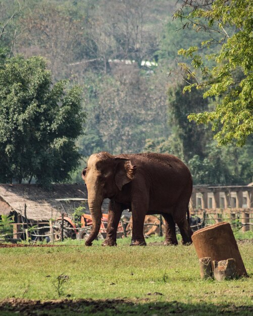 Animal wildlife in chiang mai