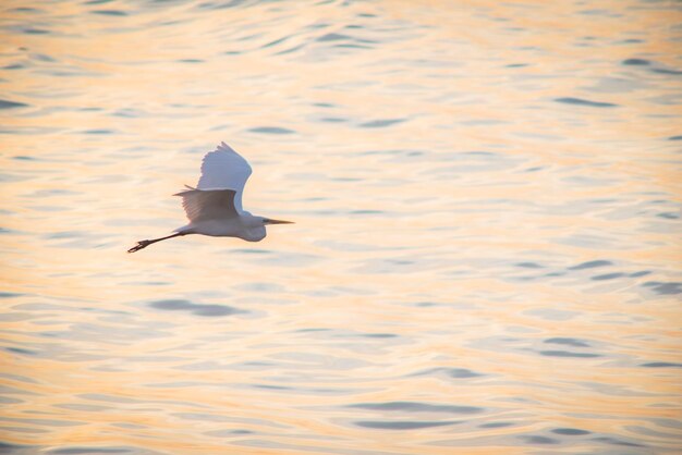 Animal wildlife in chon buri