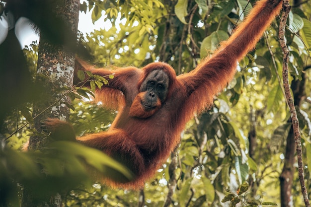 animal wildlife in Jakarta