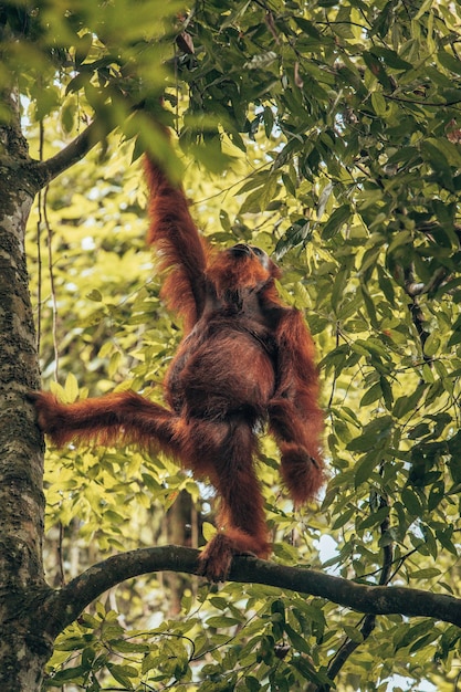 Foto fauna selvatica a giacarta