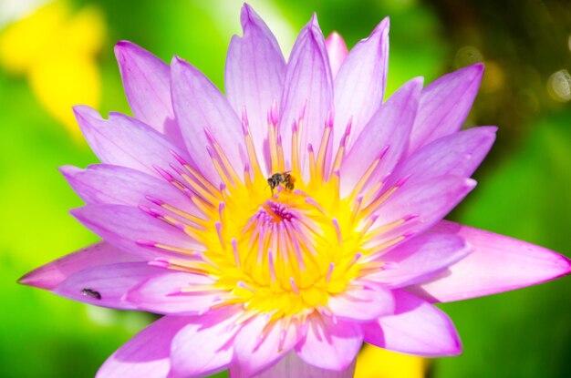 Animal wildlife in thai mueang