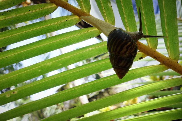 Foto fauna selvatica a ubud