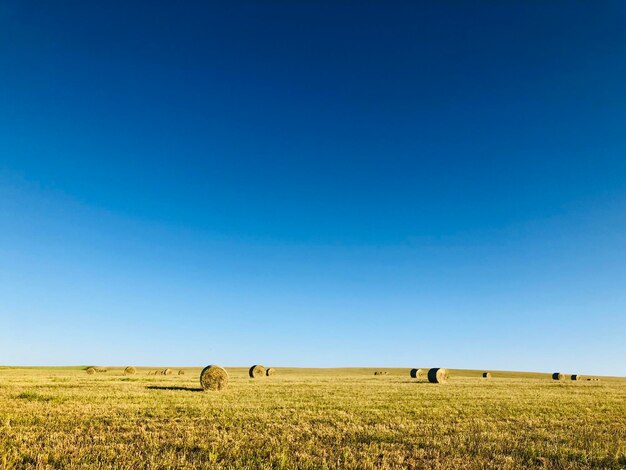 Animal wildlife in yakimanskoye