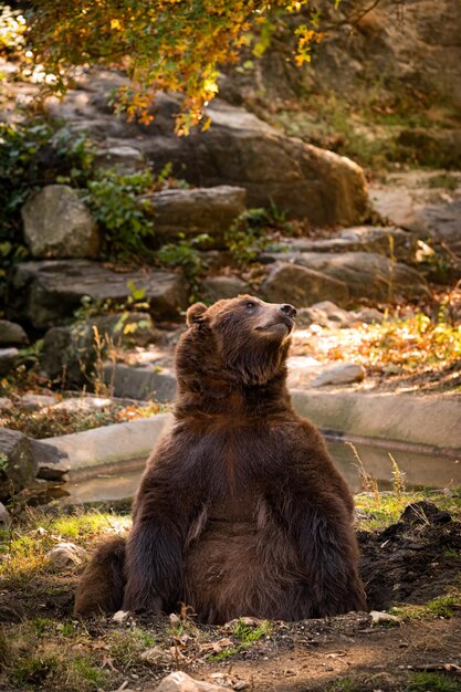 野生動物