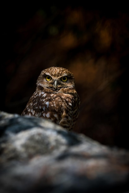 写真 野生動物