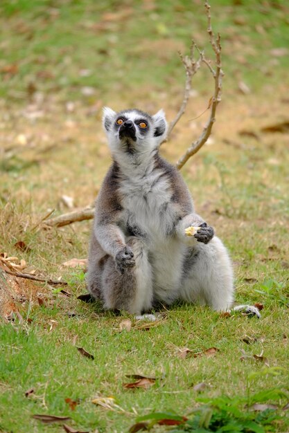 写真 野生動物