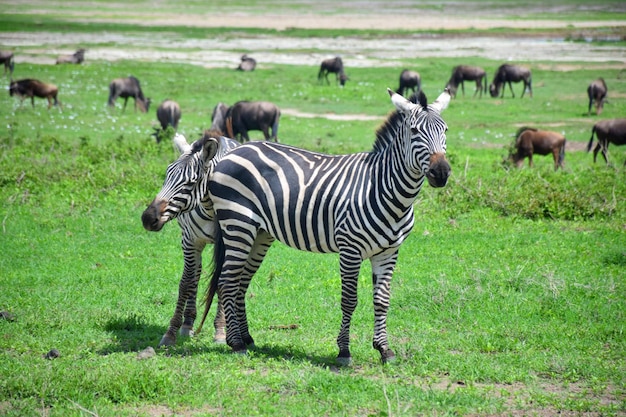 写真 動物