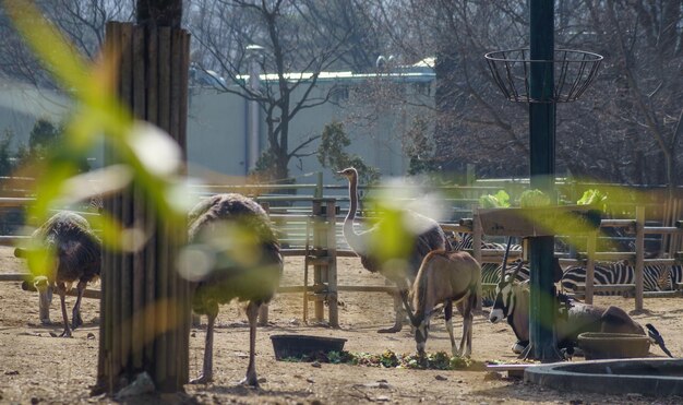 Photo animals and birds at zoo