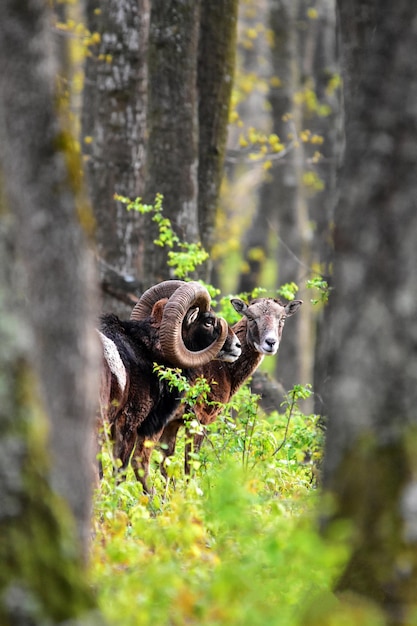 Photo animals by tree in forest