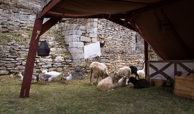 Animals on a castle farm