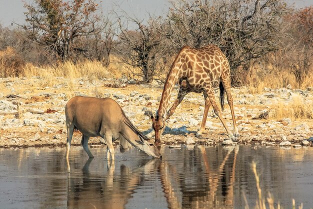 写真 池から水を飲む動物