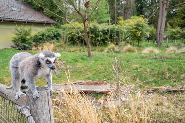 アウグスブルクのドイツ動物園の動物