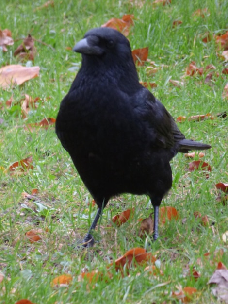 Foto animali sul campo erboso