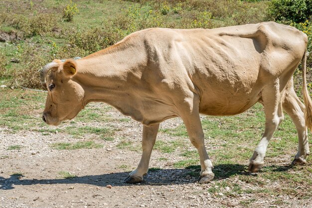 Animals grazing on field