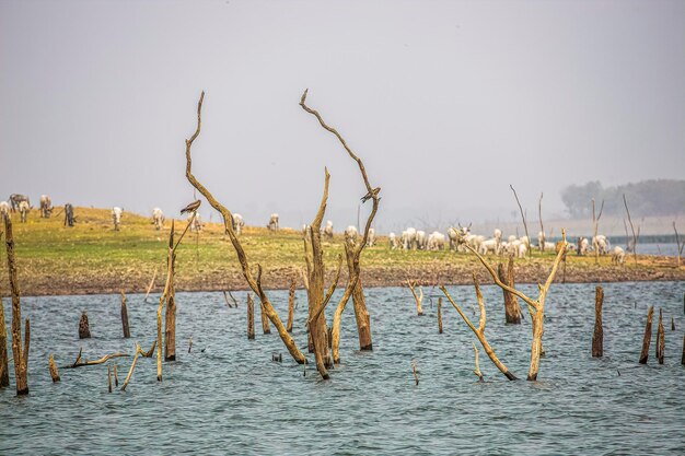 Photo animals grazing at oyan dam  it covers 4000 hectares and has a catchment area of 9000 km