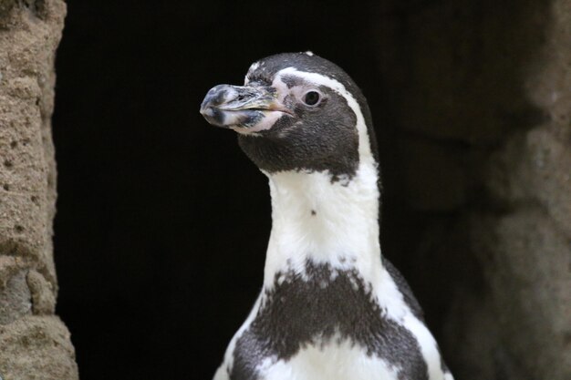 写真 捕の動物