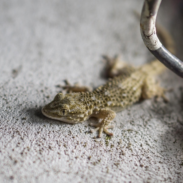 Foto animali e insetti trovati in argentina