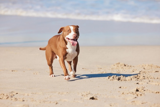 Gli animali conoscono il segreto per essere felici inquadratura di un adorabile pitbull che si gode una giornata in spiaggia