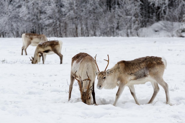 写真 雪の上の動物