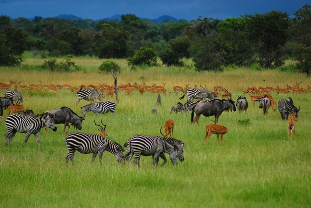 Photo animals on the plains of africa