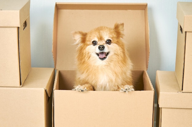 . 동물, 재배치 및 이동 개념. 작은 순종 개는 판지 상자에 포즈를 취하고 주인과 함께 거주지를 바꿉니다.