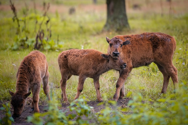 Animals in the reserve, Danki, Russian Federation