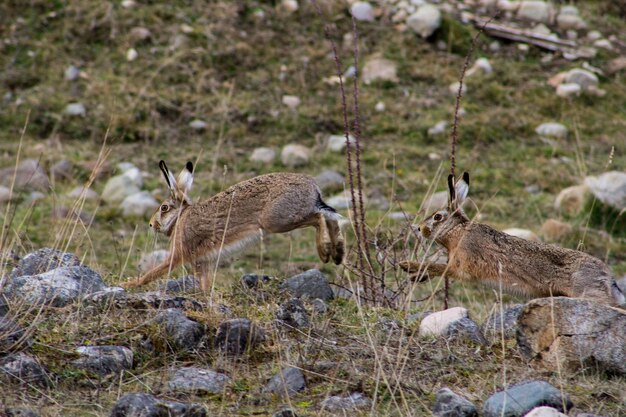 写真 野原で走る動物