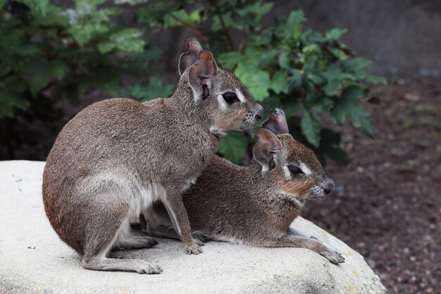 Photo animals sitting on a rock