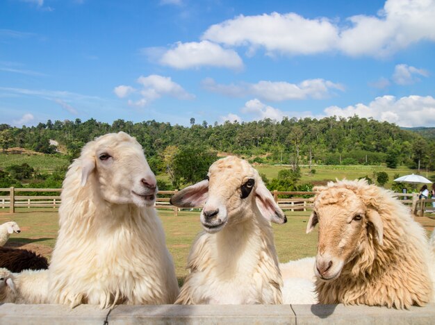 Photo animals thailand ewe livestock looking young