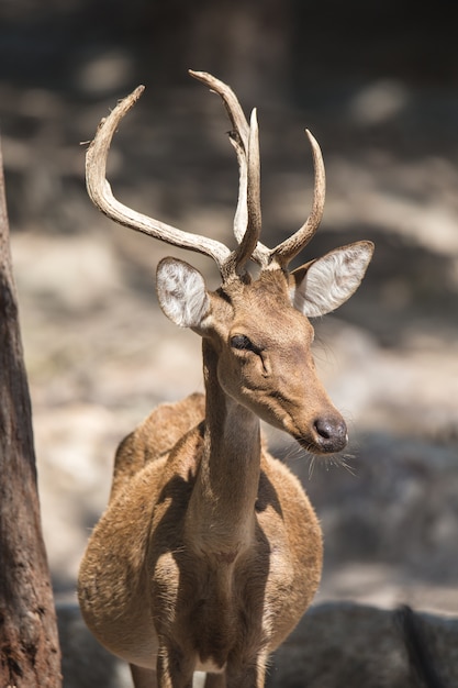 ソンクラー動物園で展示されていた動物