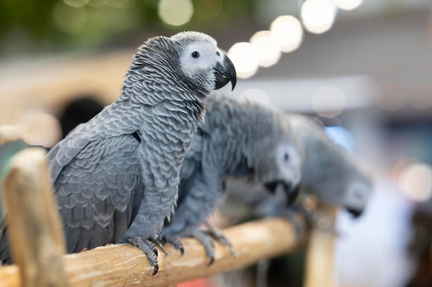 Animals Three gray African parrots