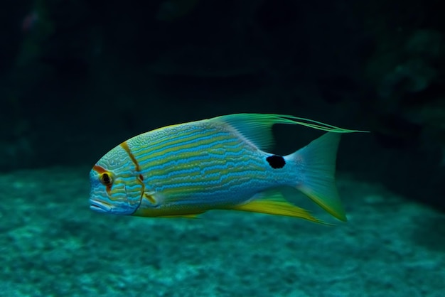수중 해양 세계의 동물 생태계 여러 가지 빛깔의 열대어 산호초의 삶 고품질 사진