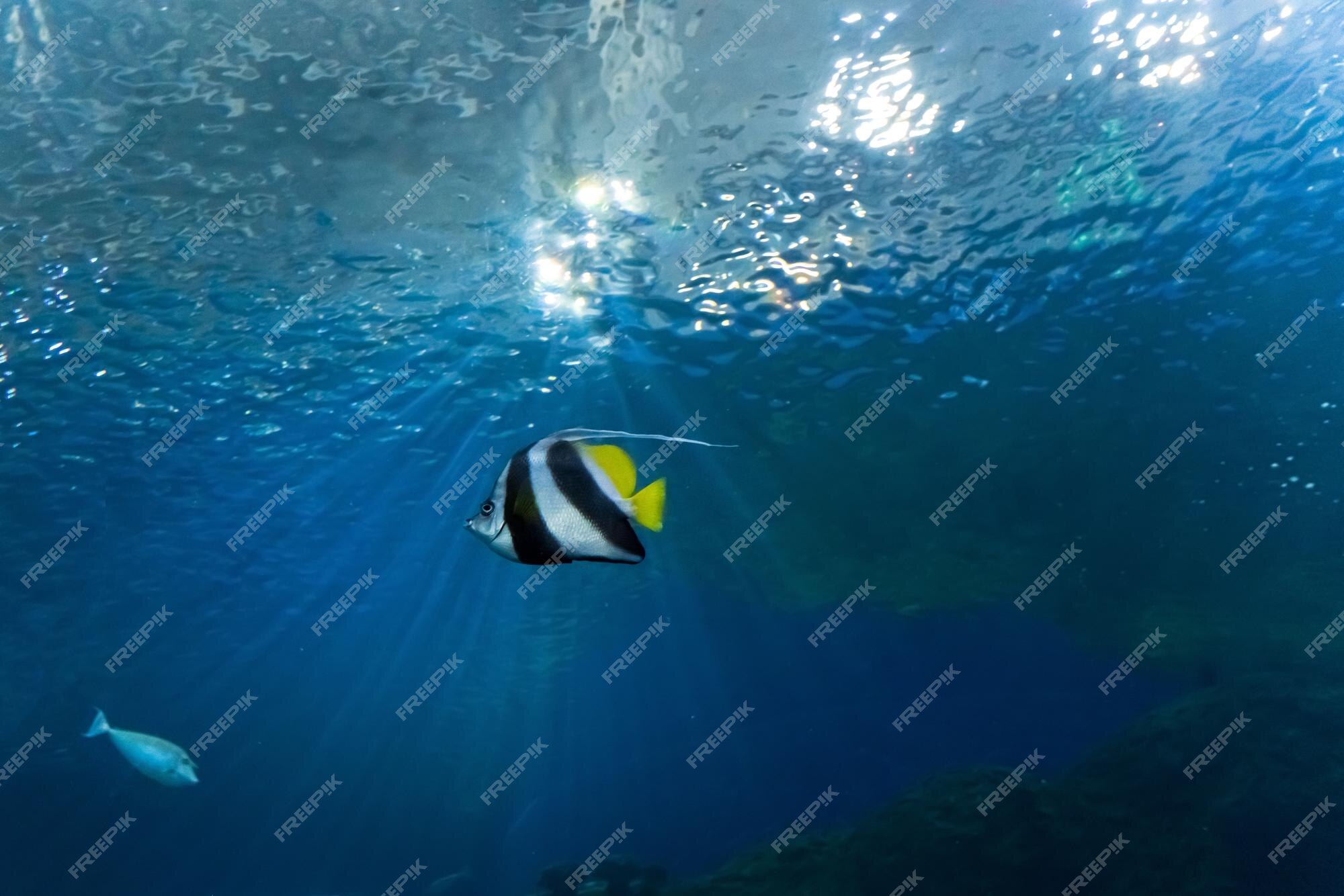 Premium Photo | Animals of the underwater marine world ecosystem multicolored tropical fish life in a coral reef high quality photo Premium Photo | Animals of the underwater marine world ecosystem multicolored tropical fish life in a coral reef high quality photo