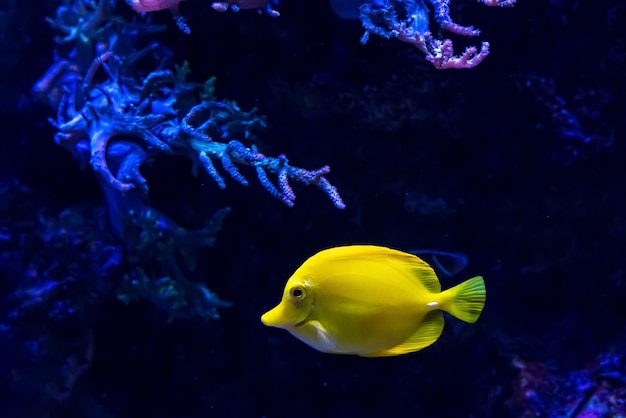 Animali del mondo marino sottomarino ecosistema pesci tropicali multicolori vita in una barriera corallina foto di alta qualità