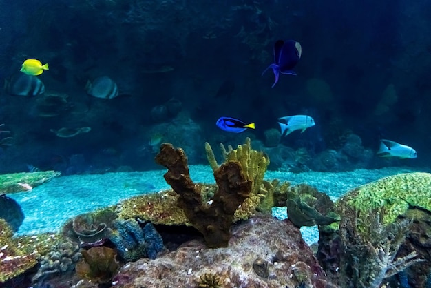 Animals of the underwater marine world ecosystem multicolored tropical fish life in a coral reef high quality photo