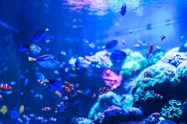 Photo animals of the underwater sea world ecosystem colorful tropical fish life in the coral reef