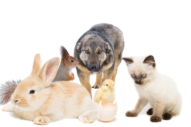 Animals on a white background