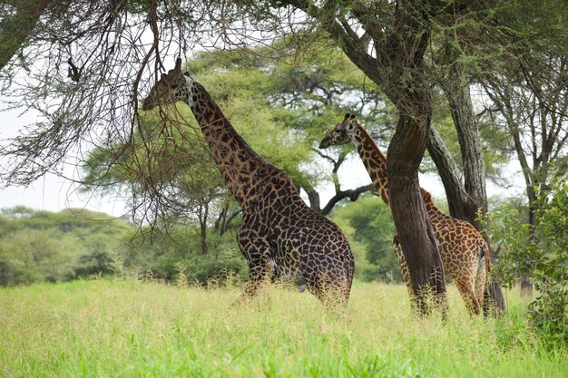 タンザニアの国立公園で野生のアフリカのキリンの動物