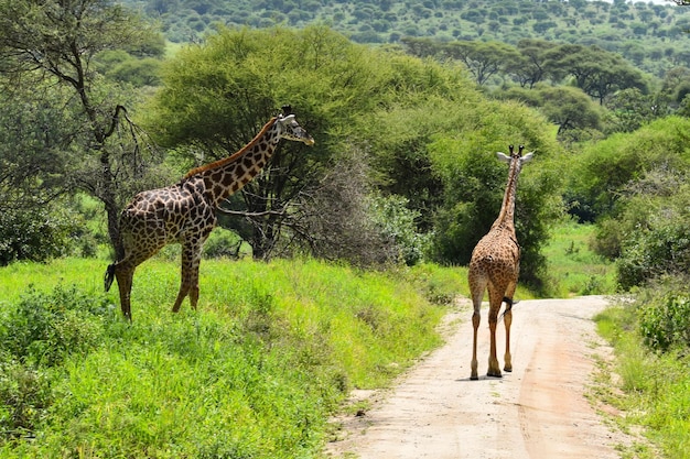 タンザニアの国立公園で野生のアフリカのキリンの動物