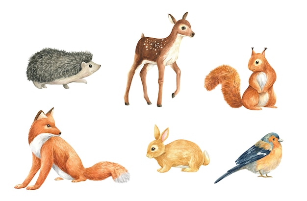 Animals wild forest watercolor set illustration isolated fox squirrel deer hare bird hedgehog