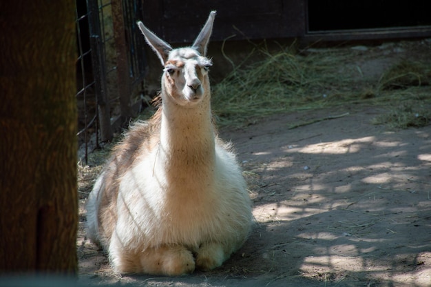 動物園の動物と、それらの世話をして絶滅を防ぐ方法