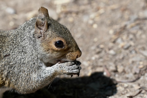 Foto animali