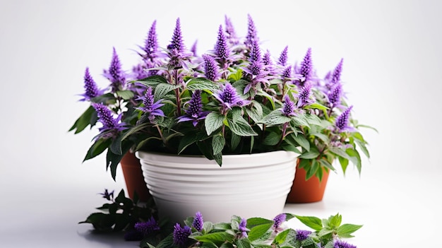 Anise Hyssop plant in a pot on white background