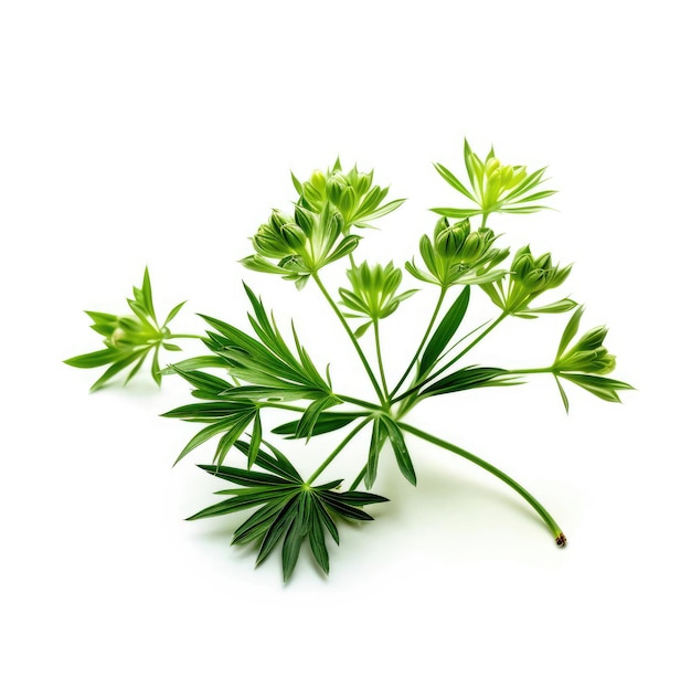 Anise plant isolated on white background