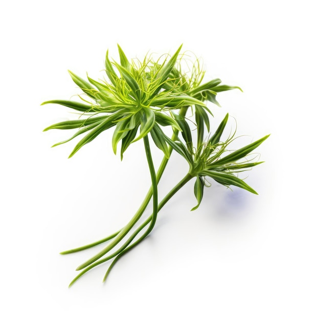 Anise plant isolated on white background