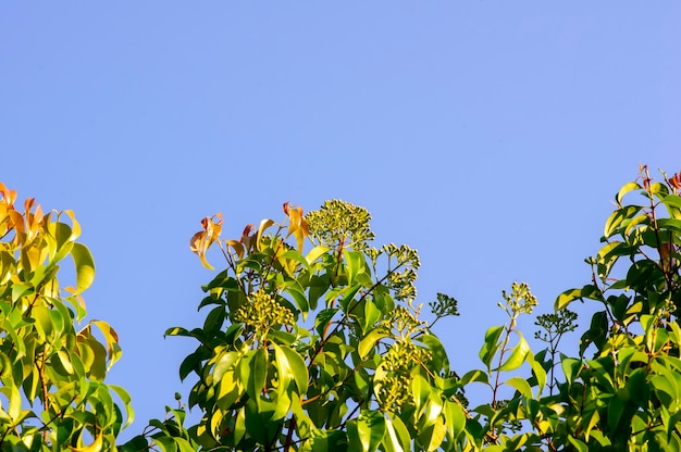 Анисовое миртовое дерево Syzygium anisatum и анисовое дерево с ароматным листом