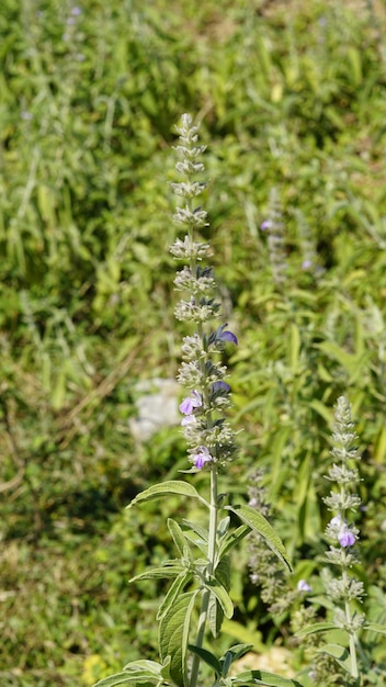 Anisomeles malabarica algemeen bekend als Malabar catmint behorend tot de Lamiaceae-familie inheems in tropische en subtropische gebieden van India en Sri Lanka